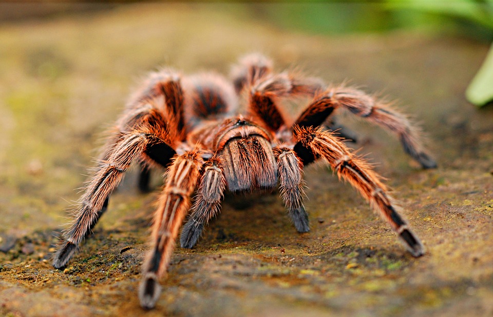 spider-2740997_960_720